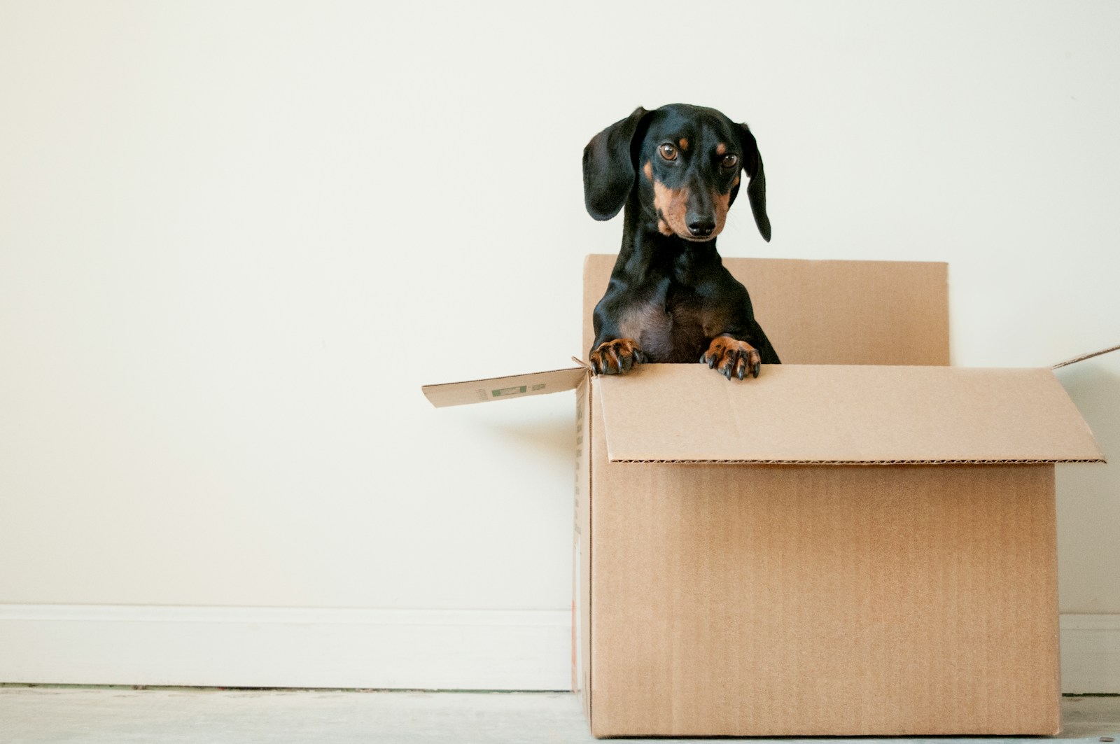 Business Trends in the Pet Store Industry