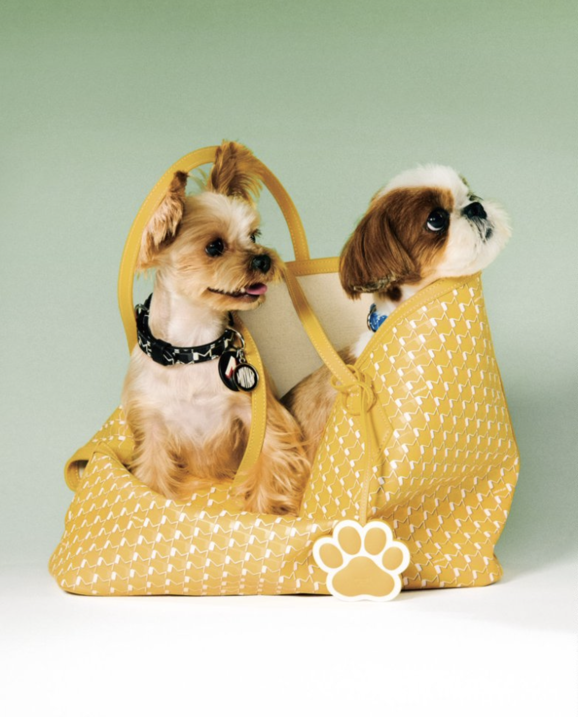 Moynat's 520 campaign.