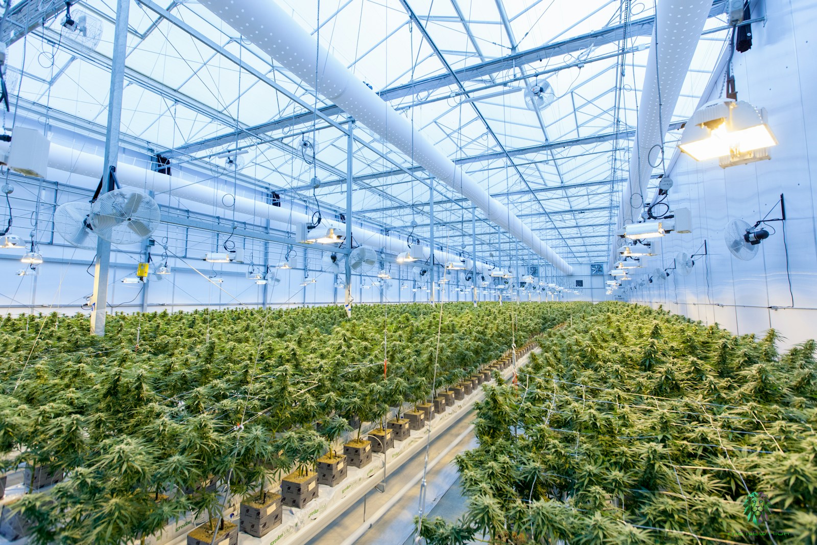 How Australia’s Cannabis Industry Is Opening Doors