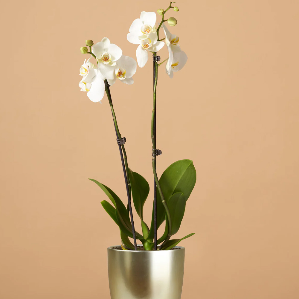 The SIll flower delivery service
